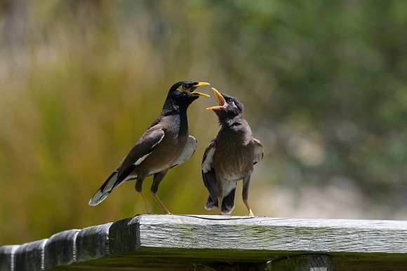 Common Myna