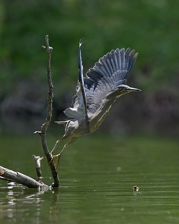 Striated Heron