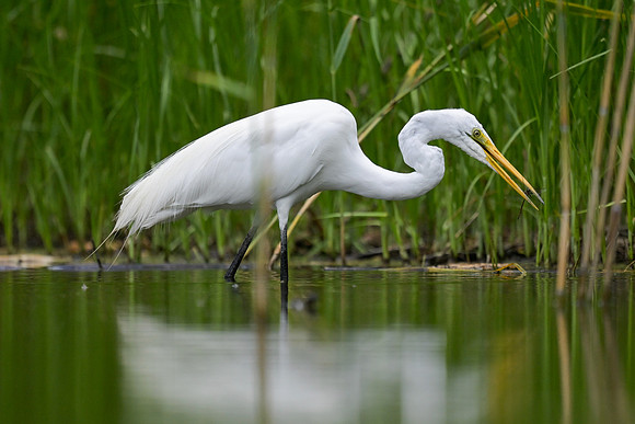 Great Egret