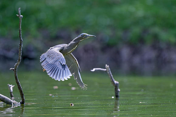 Striated Heron