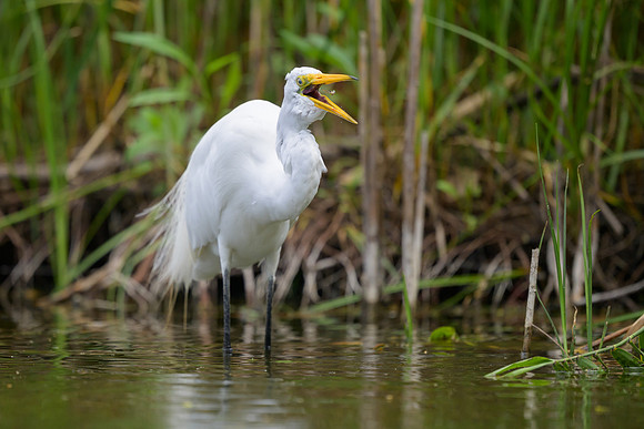Great Egret