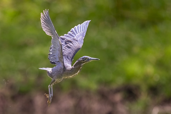 Striated Heron