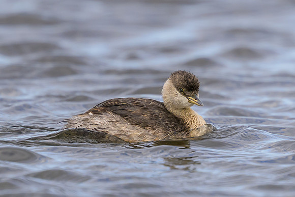 Hoary-headed Grebe