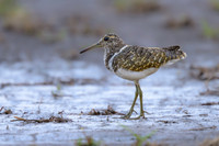 Australian Painted-snipe
