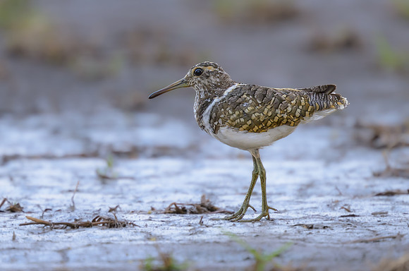 Australian Painted-snipe