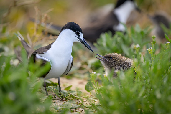 Sooty Tern