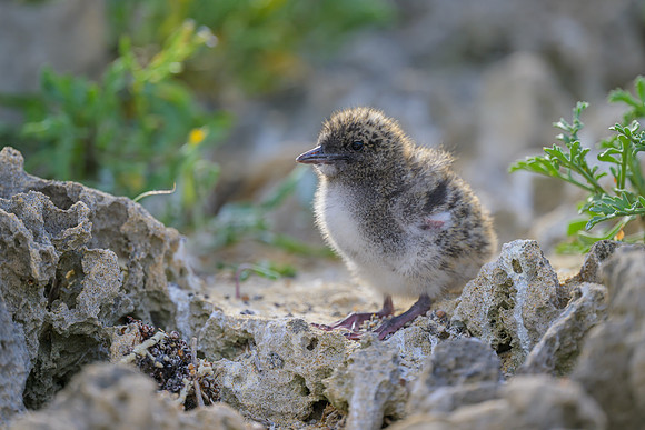 Sooty Tern