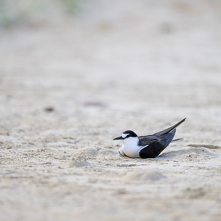 Sooty Tern