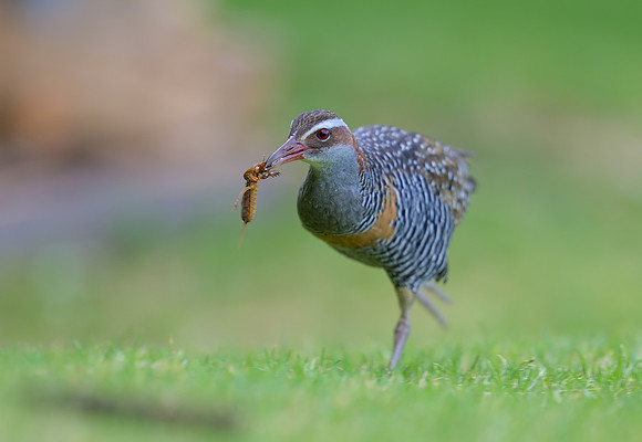 Buff-banded Rail
