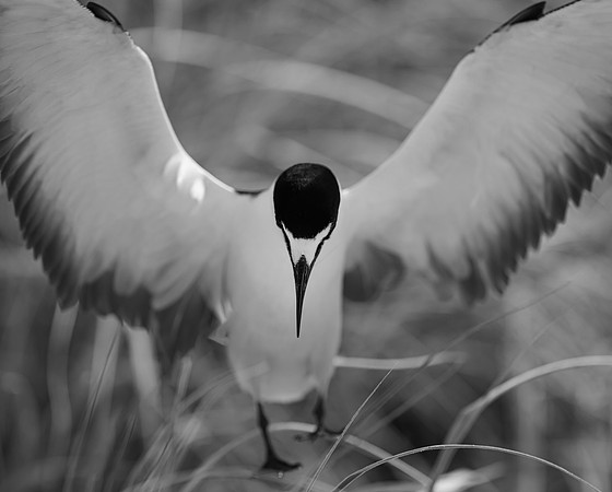 Sooty Tern