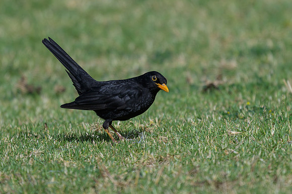 Common Blackbird