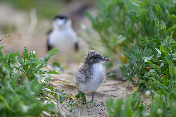 Sooty Tern