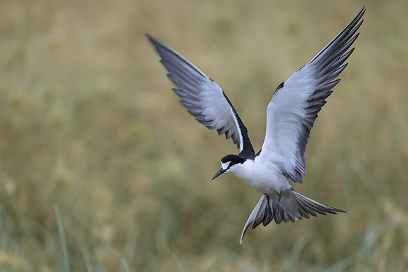 Sooty Tern