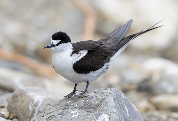 Sooty Tern