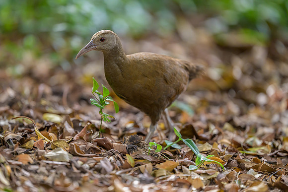 Lord Howe Woodhen