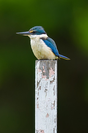 Sacred Kingfisher