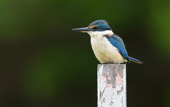 Sacred Kingfisher