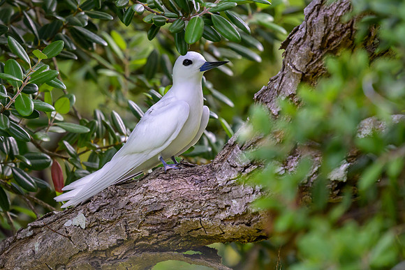 White Tern