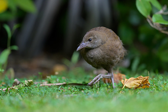 Lord Howe Woodhen