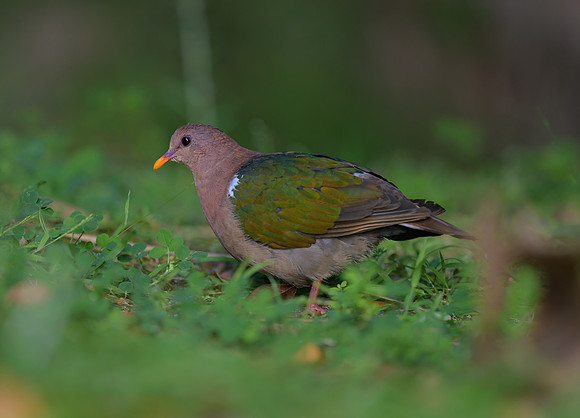 Pacific Emerald Dove