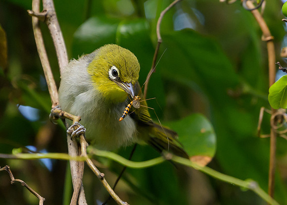 Silvereye