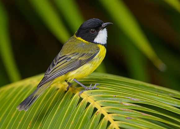 Golden Whistler