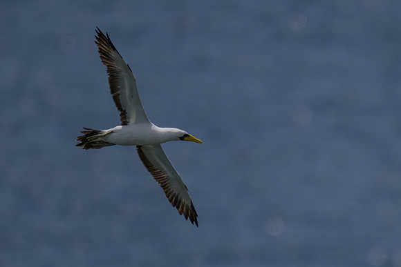 Masked Booby