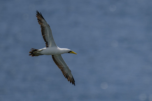 Masked Booby