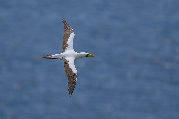 Masked Booby