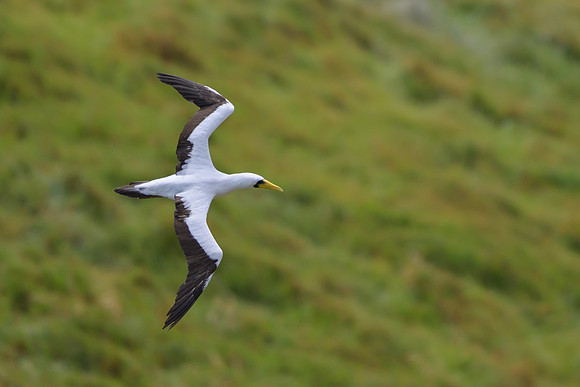 Masked Booby