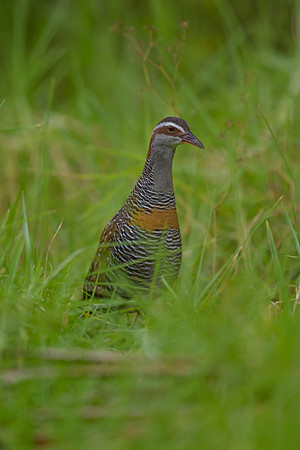 Buff-banded Rail
