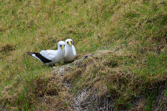 Masked Booby