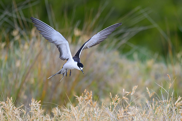 Sooty Tern