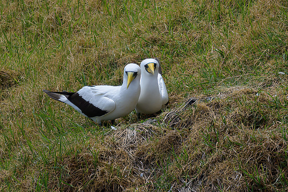 Masked Booby
