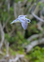 Black-winged Petrel