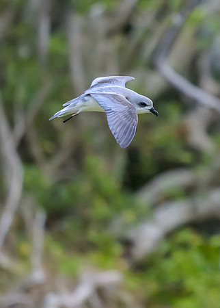 Black-winged Petrel