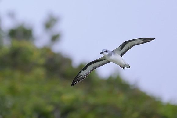 Black-winged Petrel