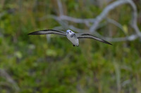 Black-winged Petrel
