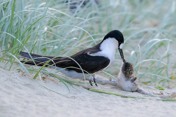Sooty Tern