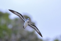 Black-winged Petrel