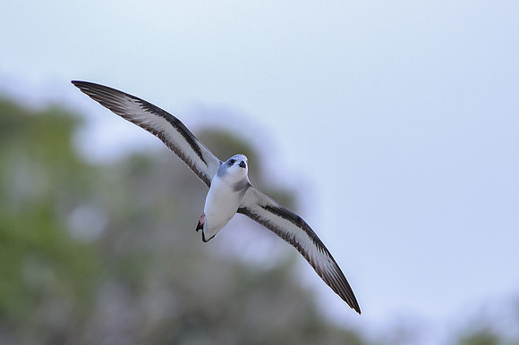 Black-winged Petrel