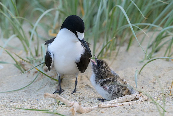 Sooty Tern