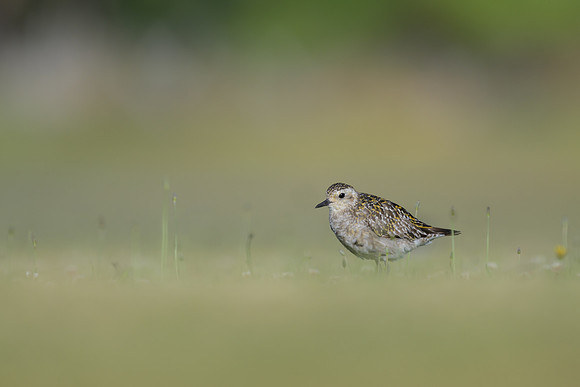 Pacific Golden Plover