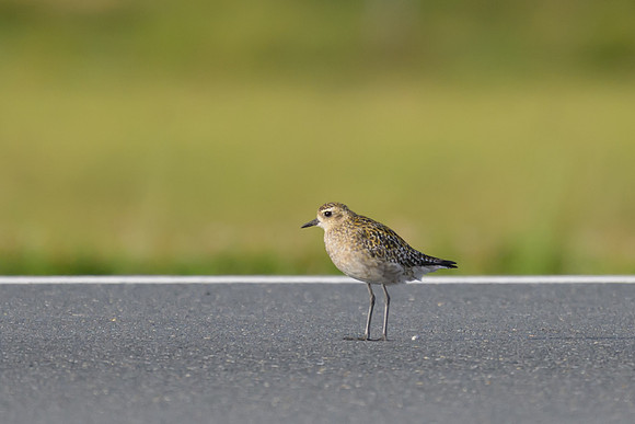 Pacific Golden Plover