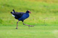 Australasian Swamphen