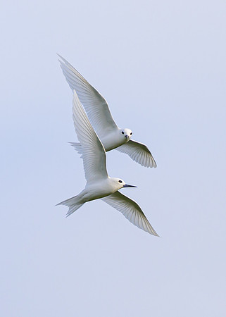 White Tern