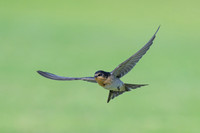 Welcome Swallow