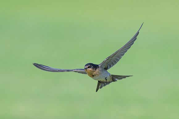 Welcome Swallow