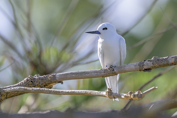 White Tern