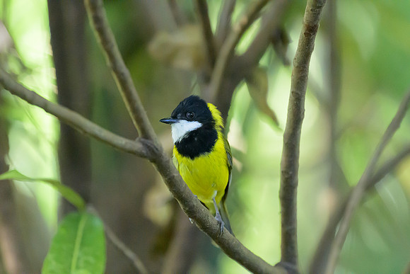 Golden Whistler